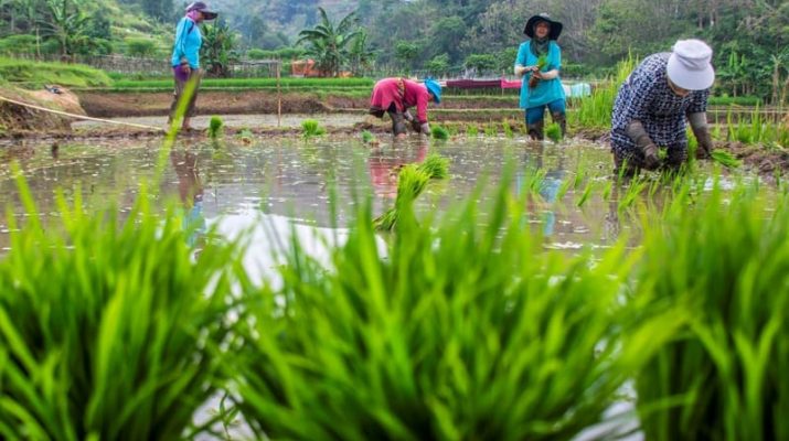 Ombudsman Rekomendasikan Skema PBI untuk Petani dan Nelayan