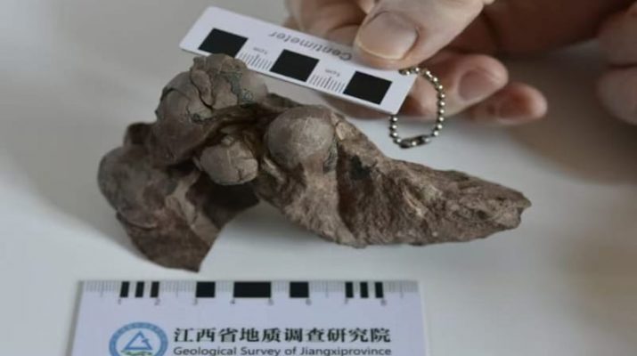 Temuan Fosil Telur Kecil di China Ungkap Spesies Baru Dinosaurus Theropoda