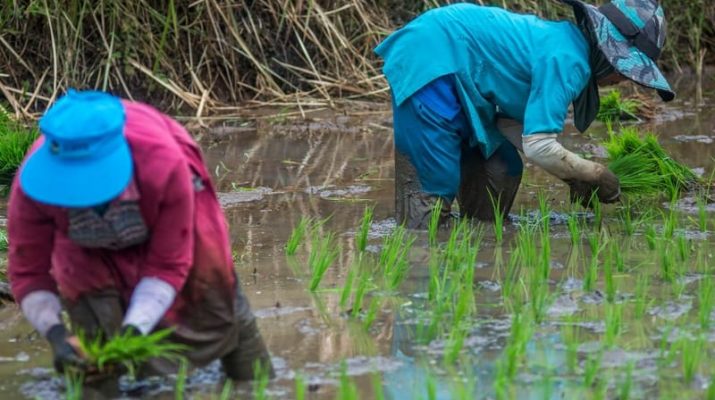 Program Cetak Sawah Solusi Capai Swasembada Pangan