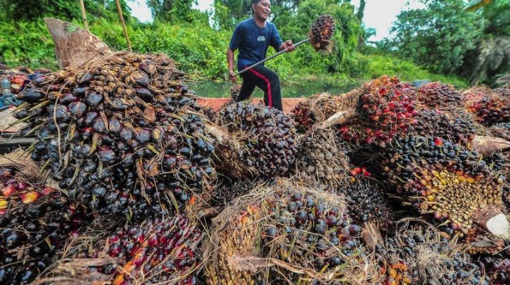 Perpres No 132/2024 Resahkan Petani Sawit