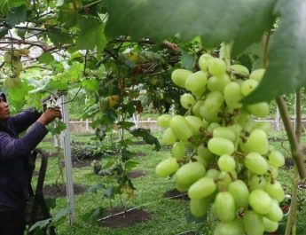 Badan Pangan Nasional Lakukan Pengawasan Ketat Anggur Shine Muscat