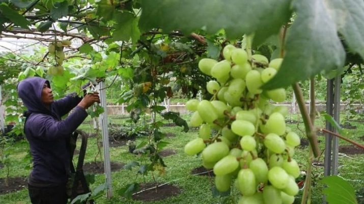 Badan Pangan Nasional Lakukan Pengawasan Ketat Anggur Shine Muscat