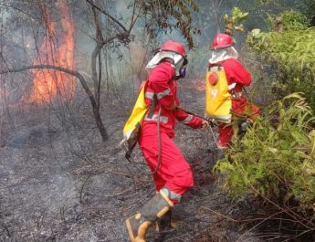 66% Kebakaran Gambut Terjadi di Tempat Sama