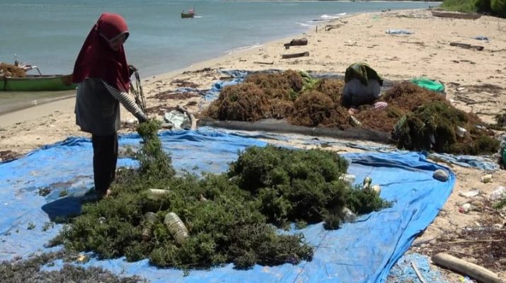 BRIN Dorong Komoditas Garam dan Rumput Laut Jadi Prioritas