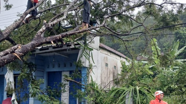 Puluhan Pohon Tumbang Tersapu Angin Kencang di Ciamis